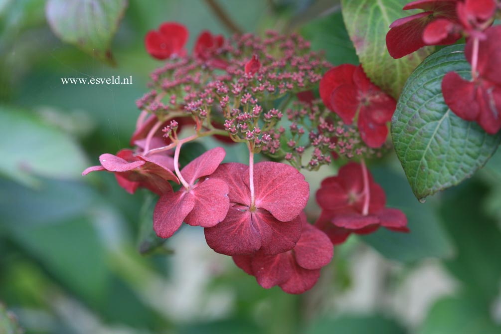 Hydrangea macrophylla 'Sandra'