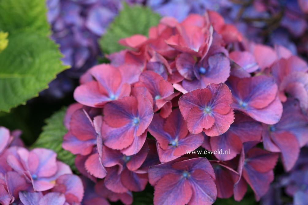 Hydrangea macrophylla 'Atlantica'