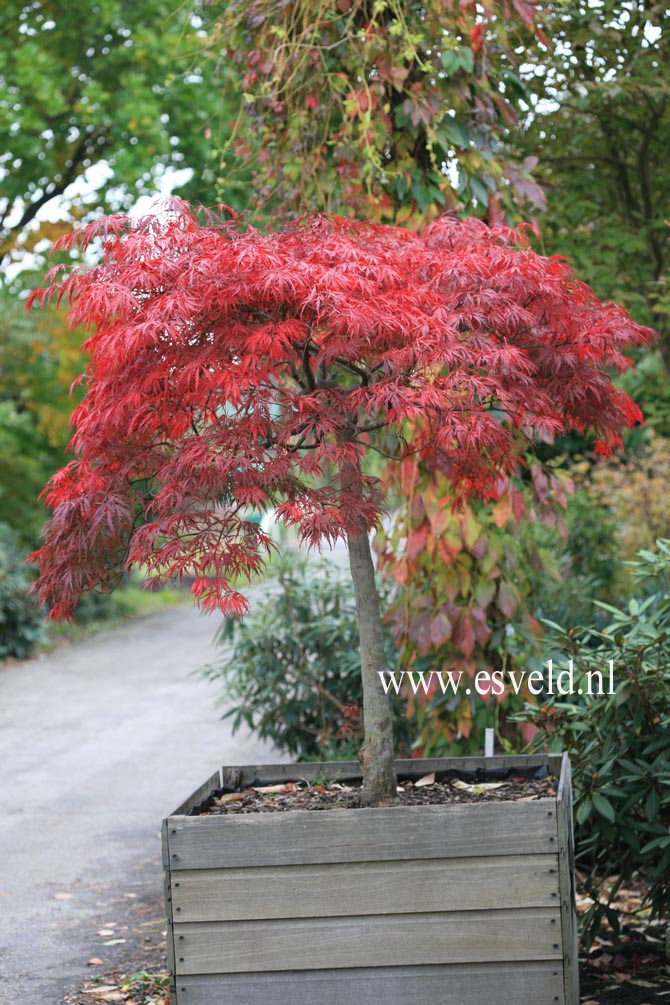 Acer palmatum 'Red Dragon'