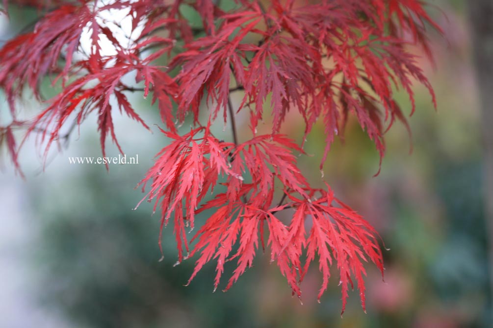 Acer palmatum 'Red Dragon'