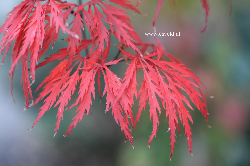 Acer palmatum 'Red Dragon'