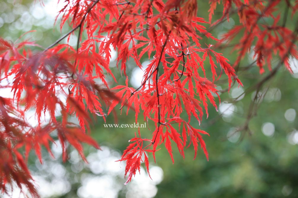 Acer palmatum 'Red Dragon'