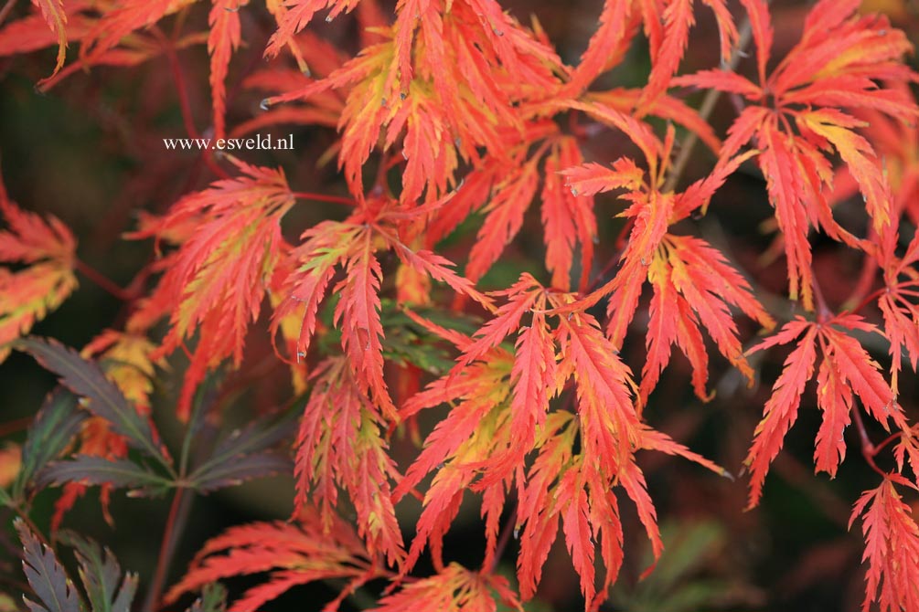 Acer palmatum 'Washi no o'