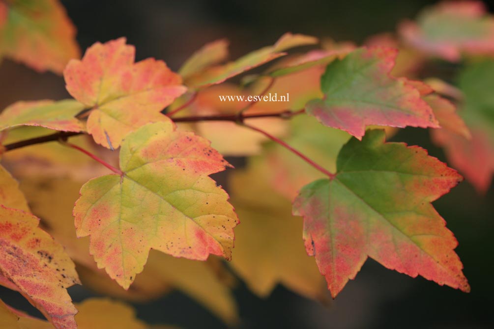 Acer rubrum 'Candy Ice'