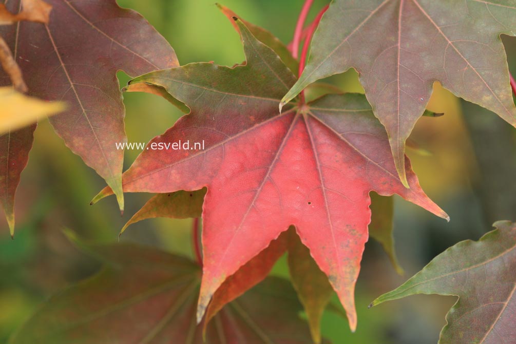 Acer pictum ssp. okomotoanum