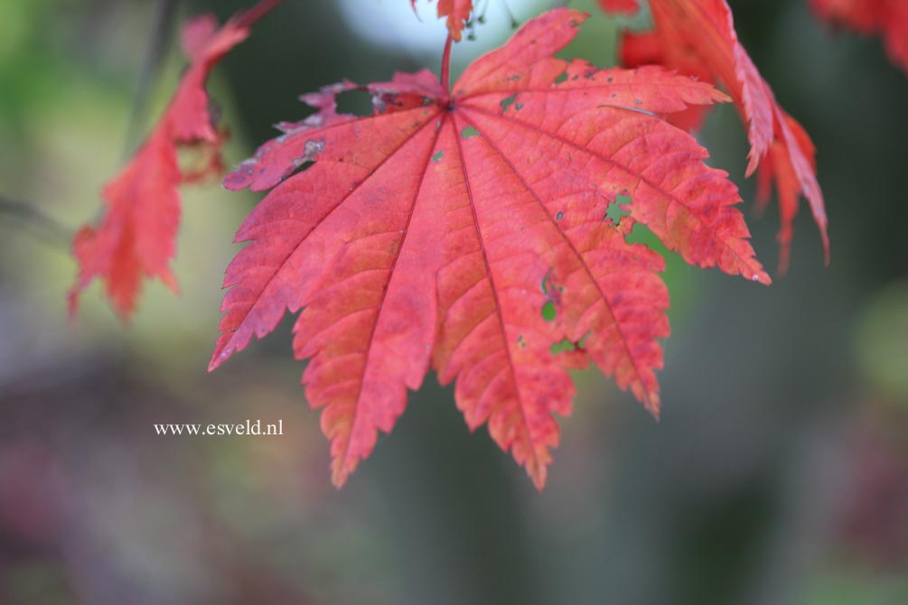 Acer japonicum 'Vitifolium'