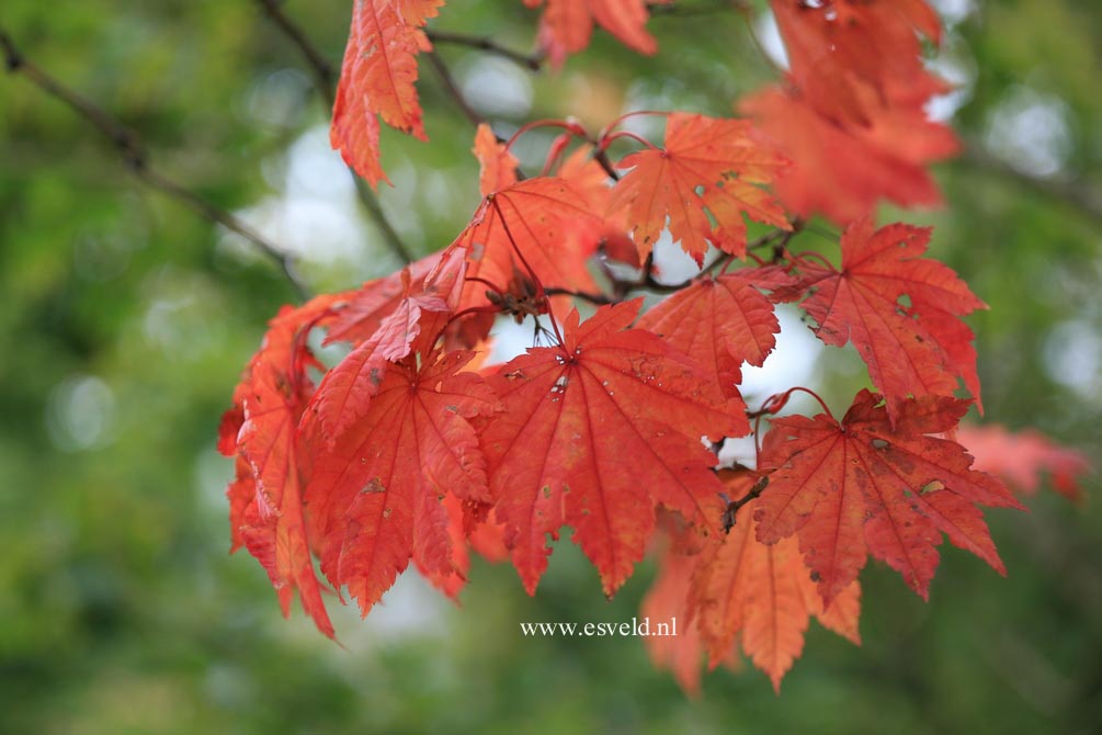 Acer japonicum 'Vitifolium'