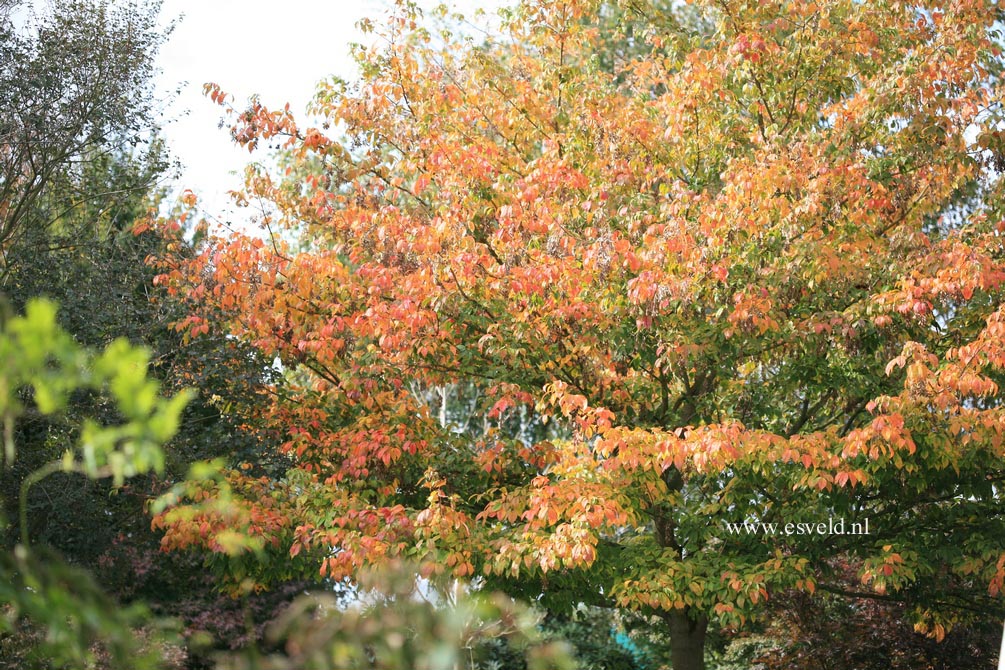 Acer cissifolium