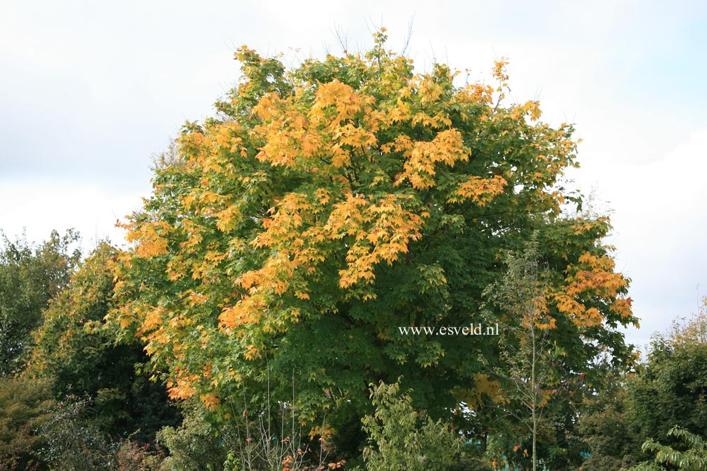 Acer cappadocicum 'Aureum'