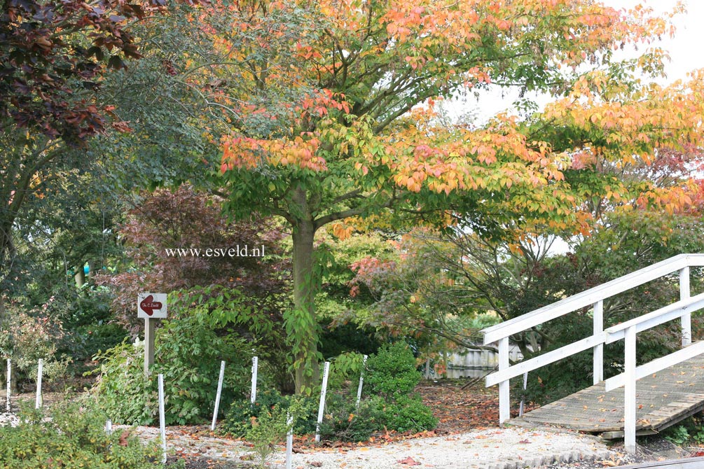 Acer cissifolium