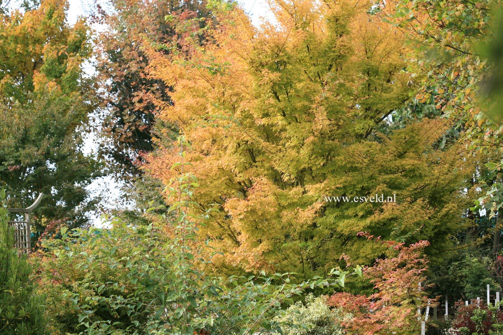 Acer palmatum 'Sango kaku'