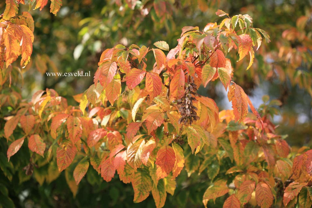 Acer cissifolium