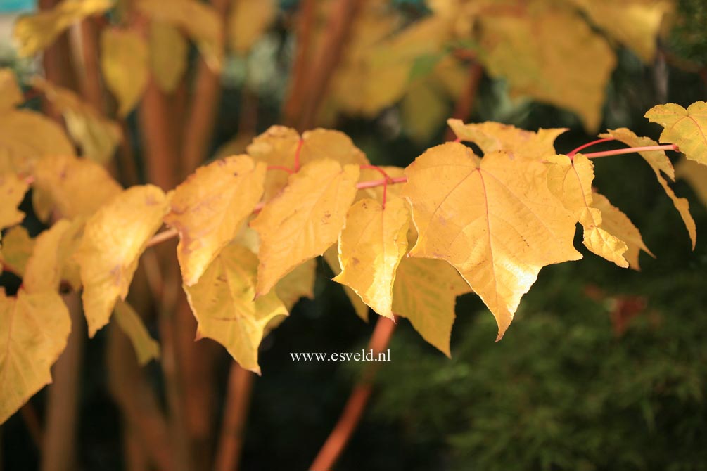 Acer conspicuum 'Phoenix'