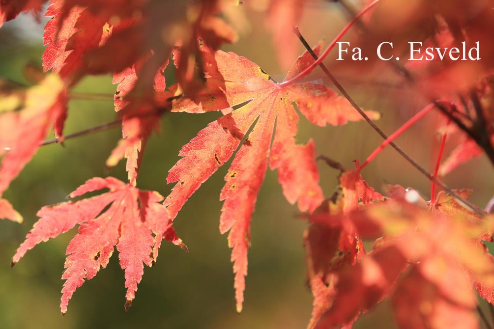 Acer palmatum 'Fallfire'