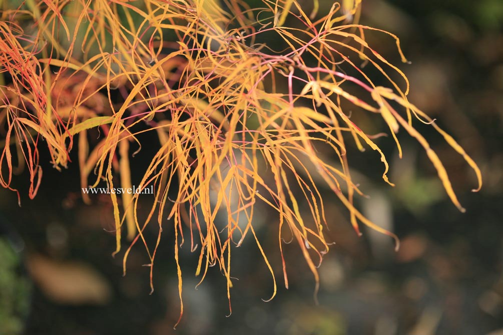 Acer palmatum 'Koto no ito'