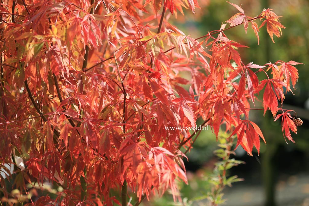 Acer palmatum 'Elegans'