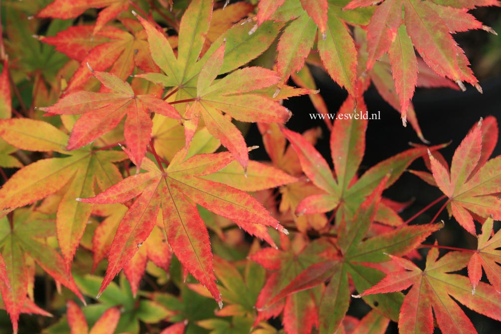 Acer palmatum 'Lucky Star'