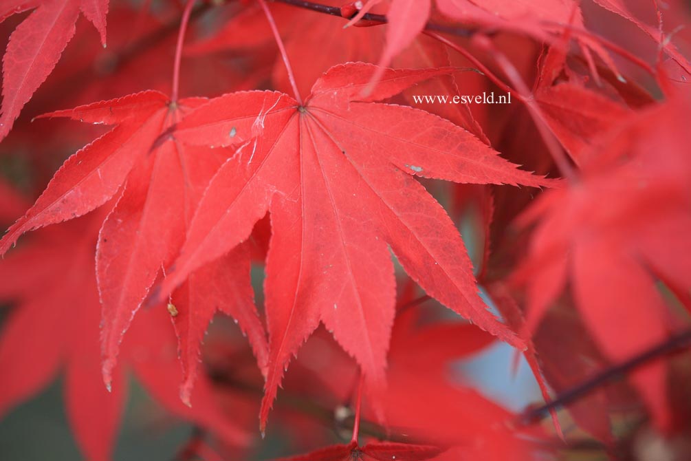 Acer palmatum 'Ohsakazuki'