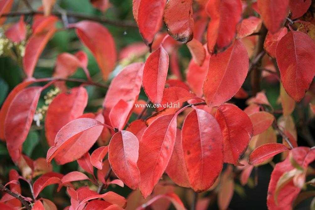 Viburnum 'Emerald Triumph'