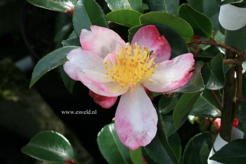 Camellia sasanqua