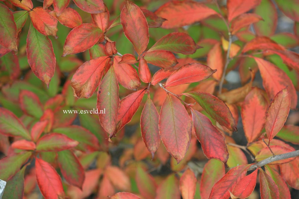 Stewartia rostrata