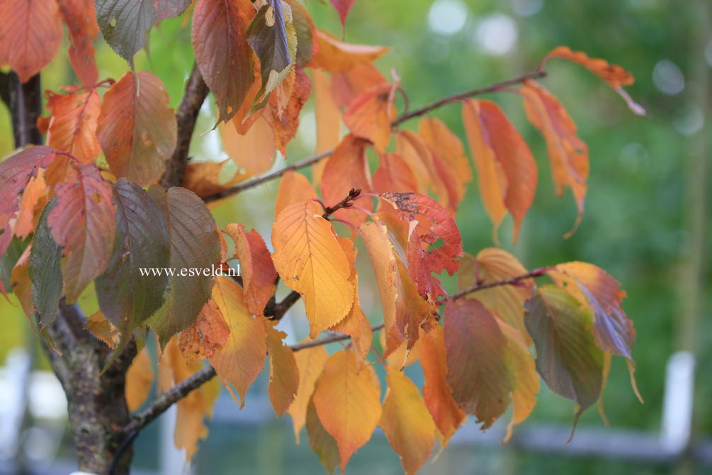 Prunus sacchalinensis