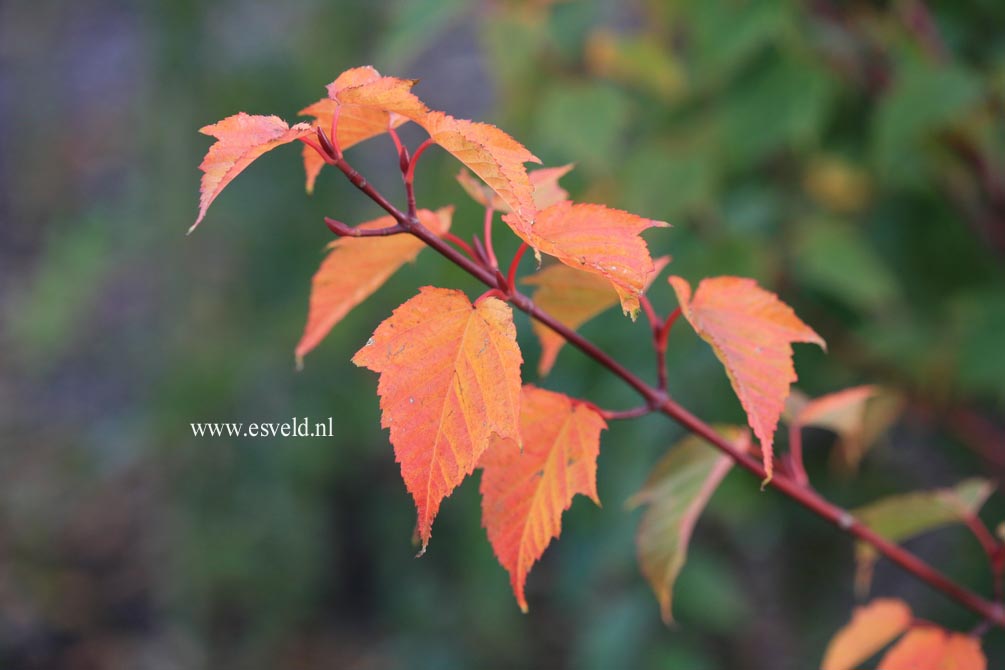 Acer davidii 'Karmen'