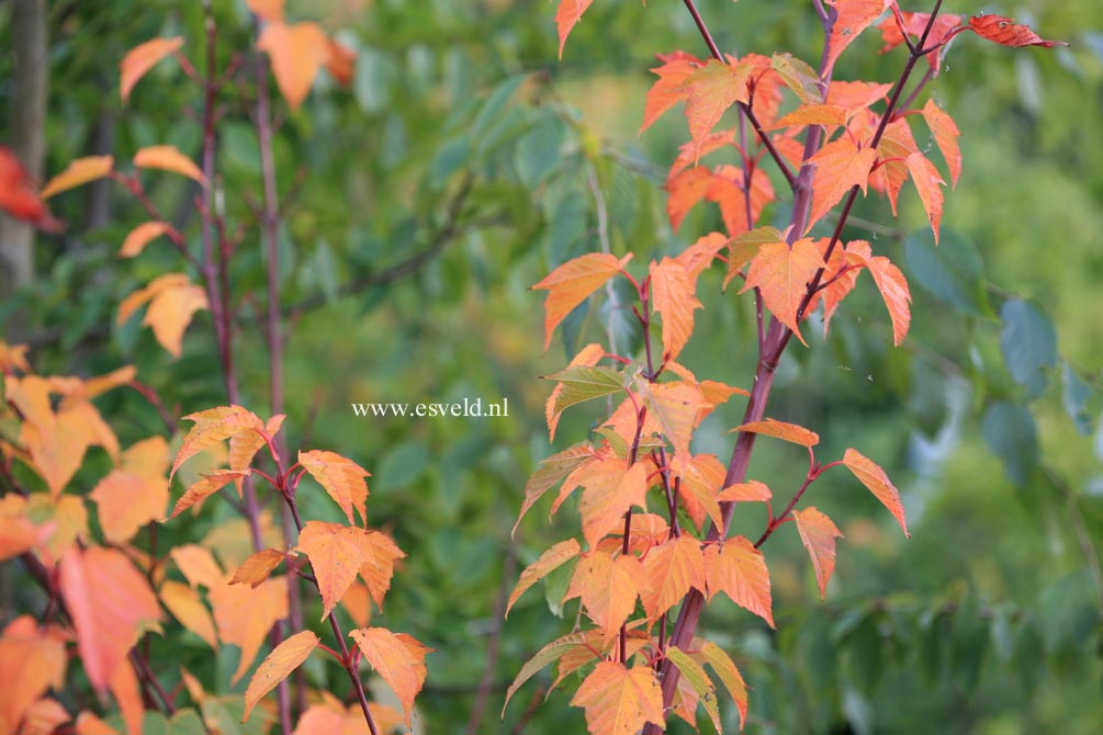 Acer davidii 'Karmen'