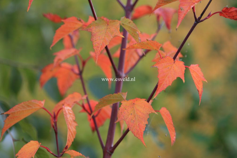 Acer davidii 'Karmen'