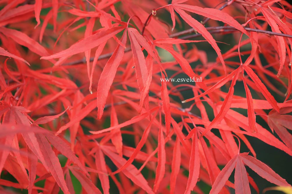 Acer palmatum 'Hupp's Red Willow'