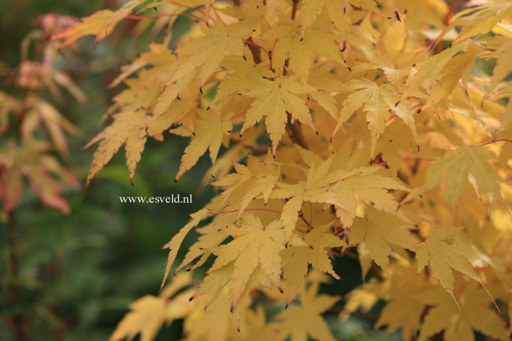 Acer palmatum 'Eddisbury'
