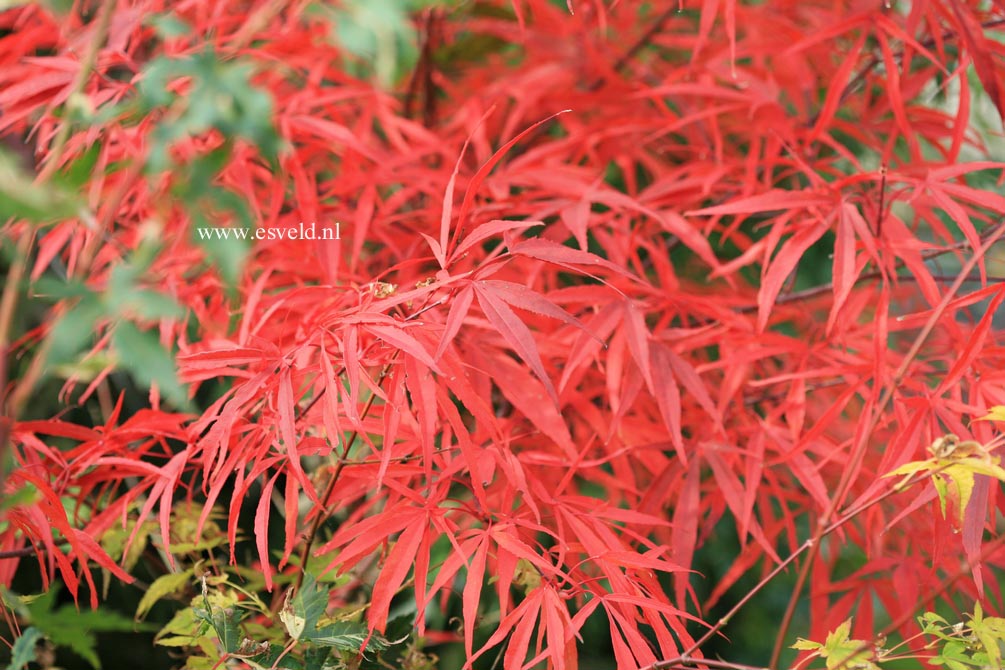 Acer palmatum 'Hupp's Red Willow'