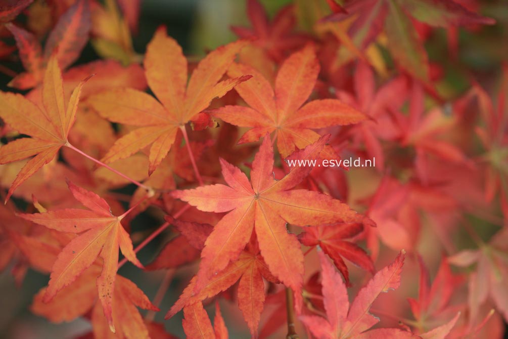 Acer olivaceum