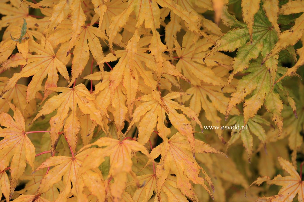 Acer palmatum 'First Ghost'