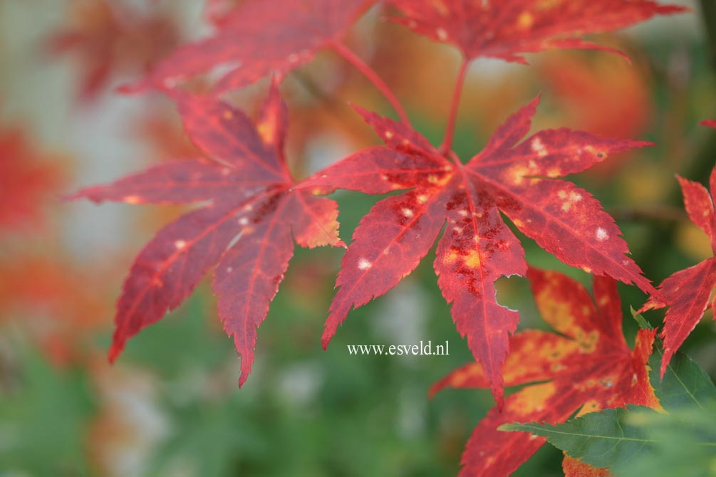 Acer palmatum 'Kuzu'