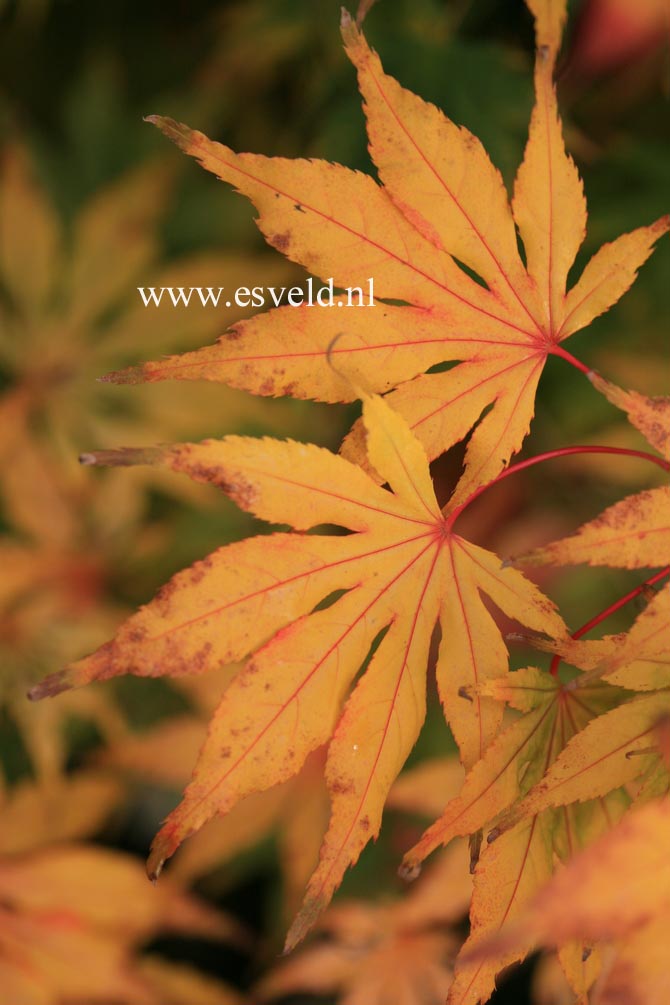 Acer palmatum 'Will's Devine'