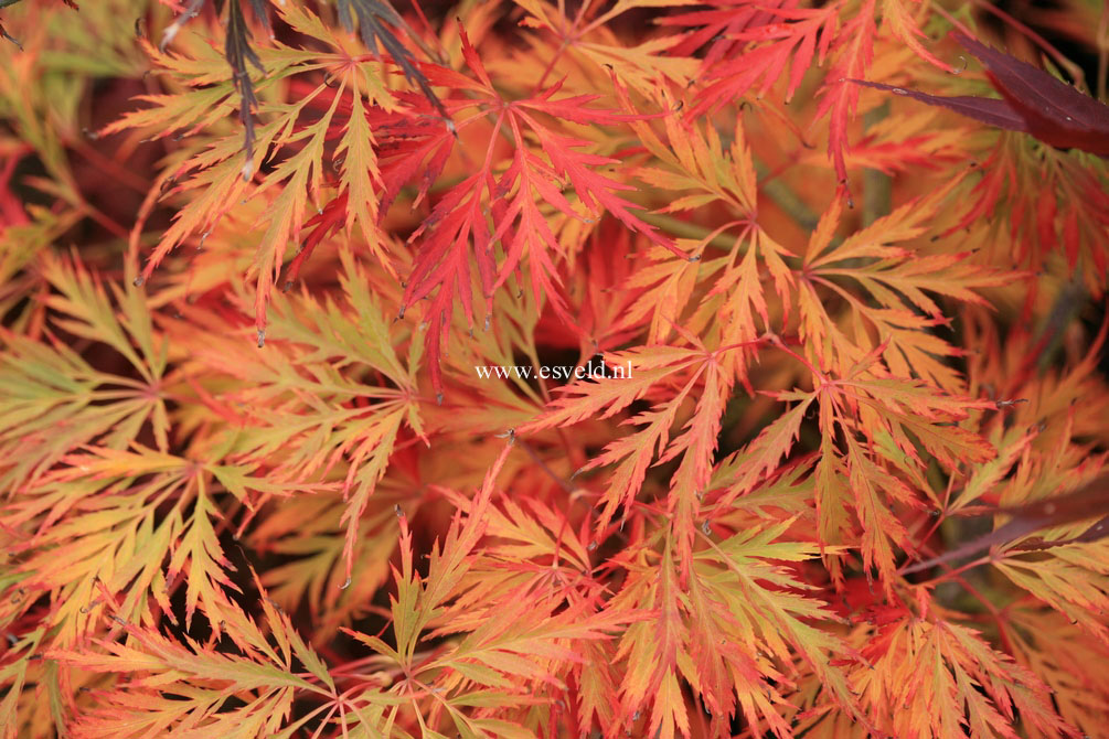 Acer palmatum 'Irish Lace'