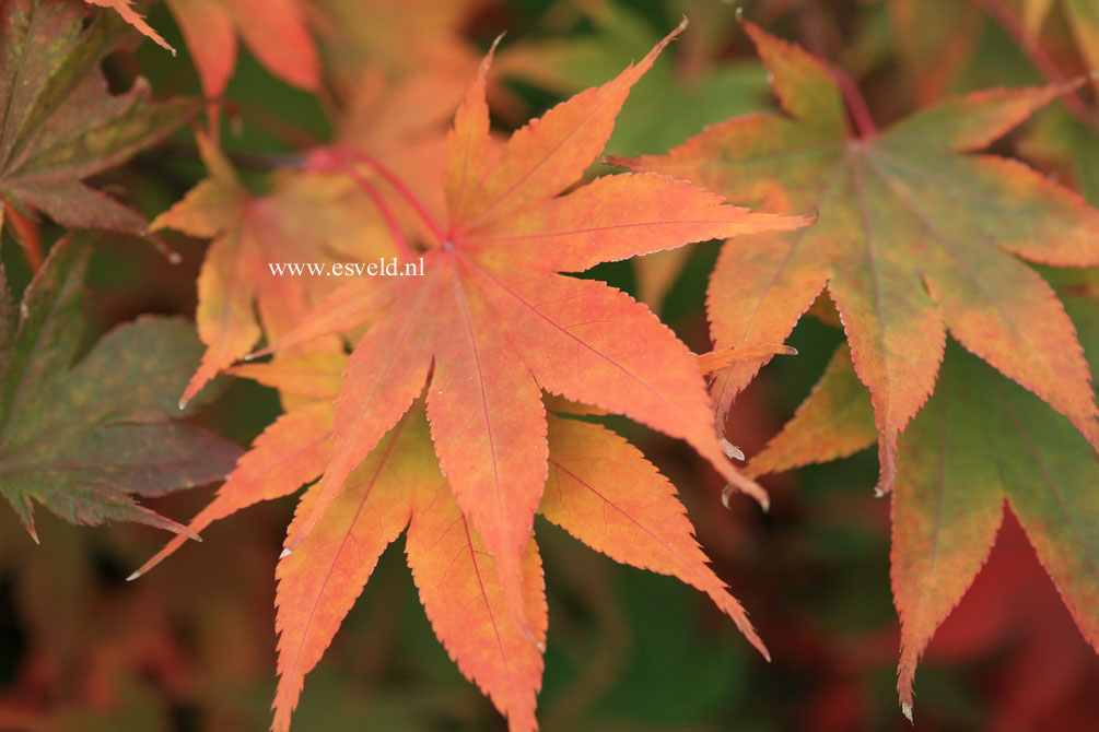 Acer palmatum 'Tsukubane'