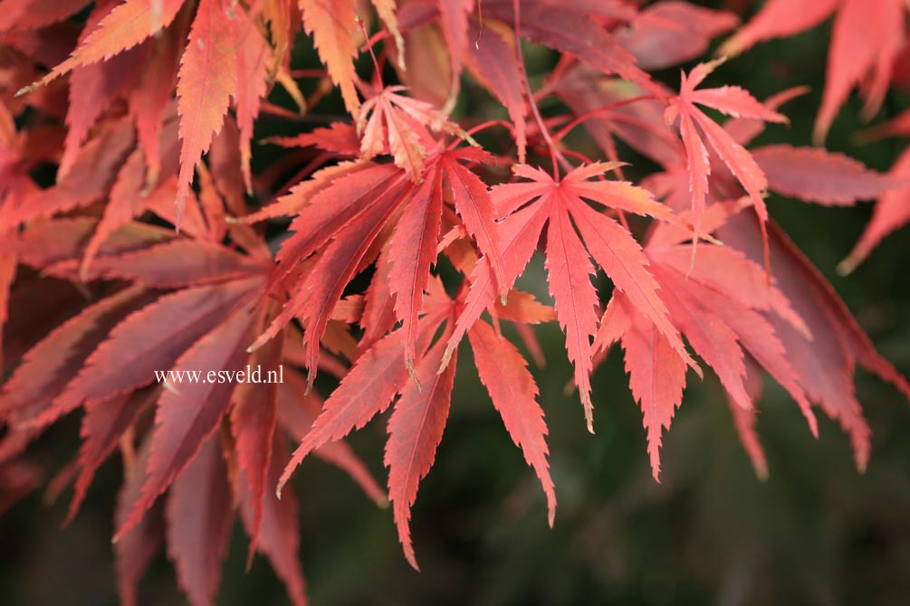 Acer palmatum 'Wakehurst Pink'