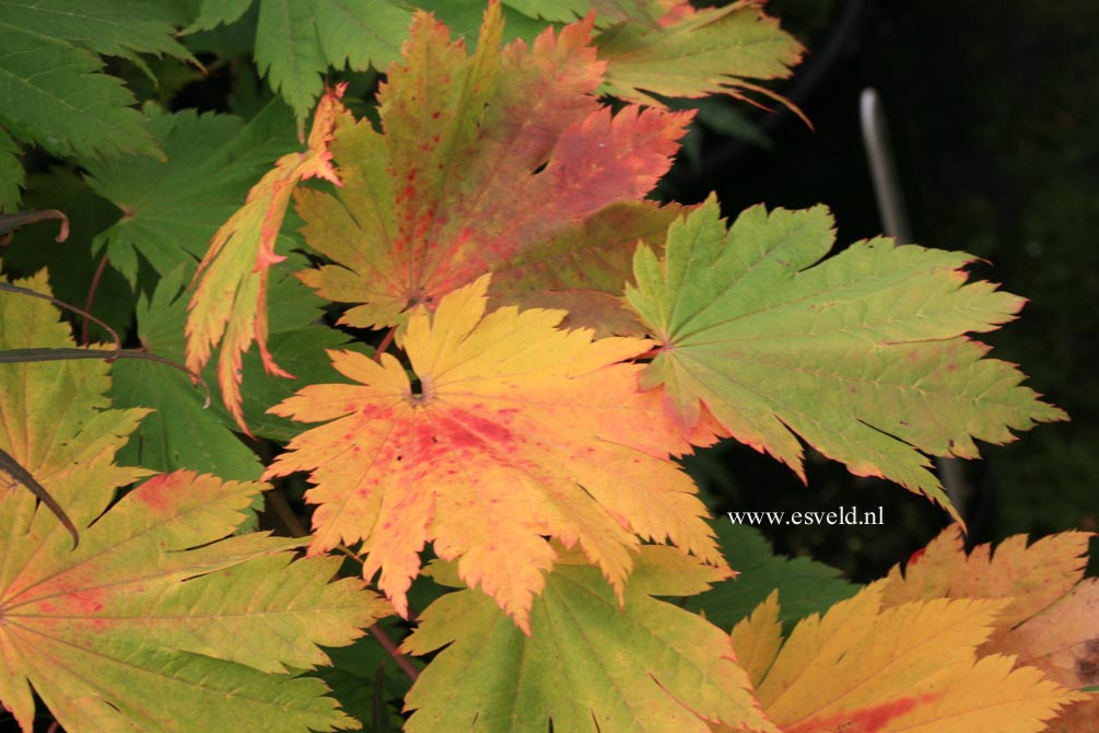 Acer japonicum 'Oh isami'