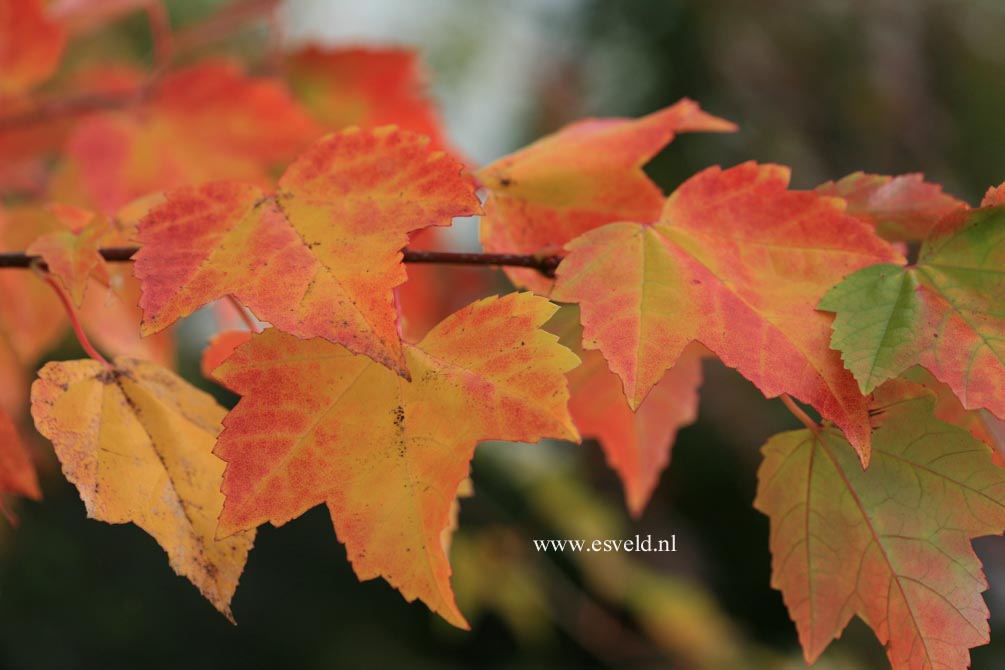 Acer rubrum 'Candy Ice'