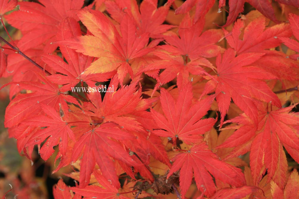 Acer palmatum 'Van der Akker'