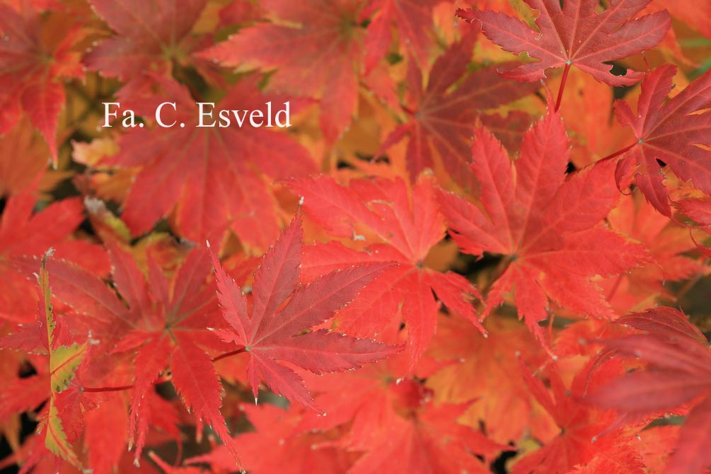 Acer palmatum 'Kishuzan'
