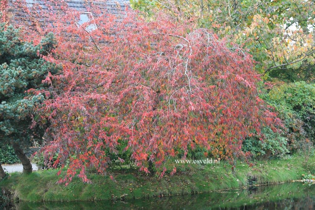 Prunus nipponica 'Felice'