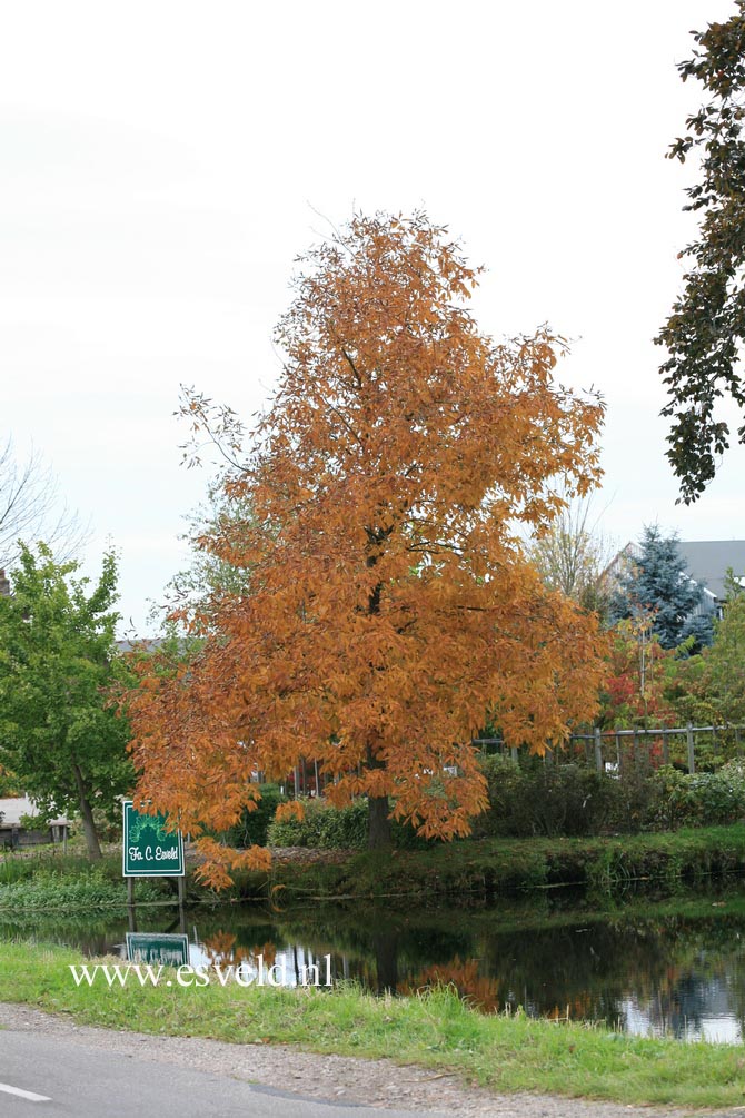 Carya ovata