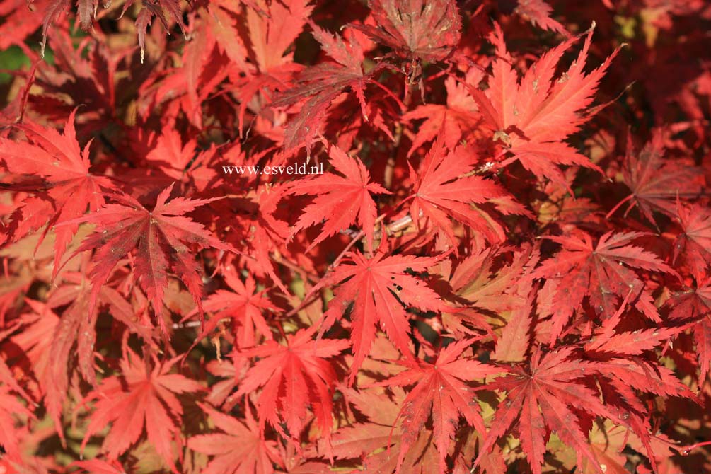 Acer palmatum 'Ariadne'