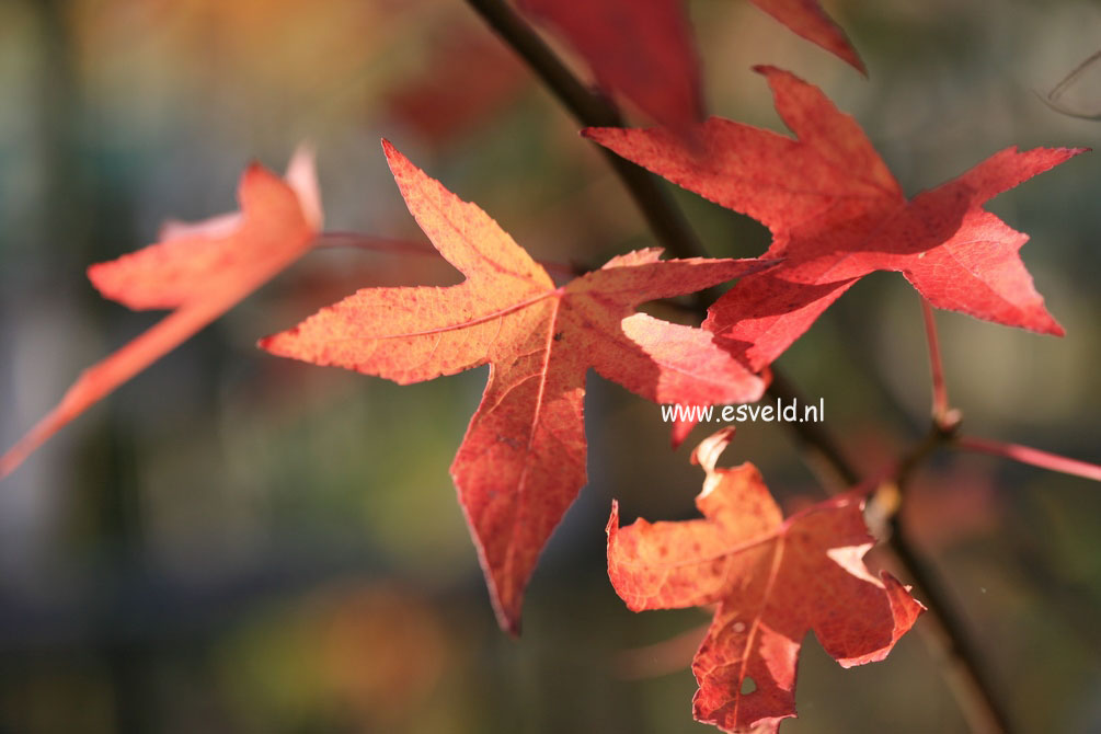 Liquidambar styraciflua 'Worplesdon'