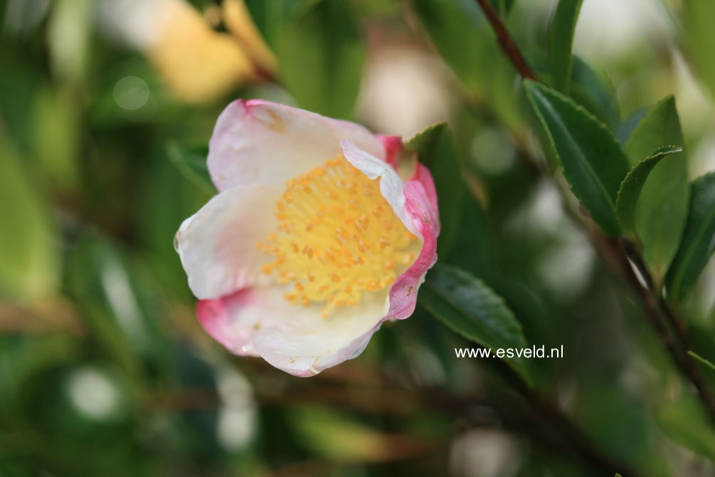 Camellia sasanqua 'Apple Blossom'