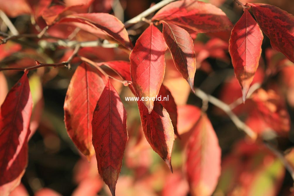 Stewartia rostrata