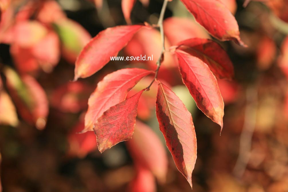 Stewartia rostrata